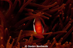 Anemone Fish in a Red Anemone by Dorian Borcherds 